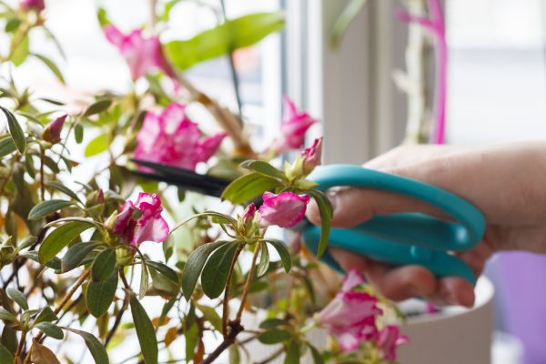 Azalea Pruning in Pleasanton