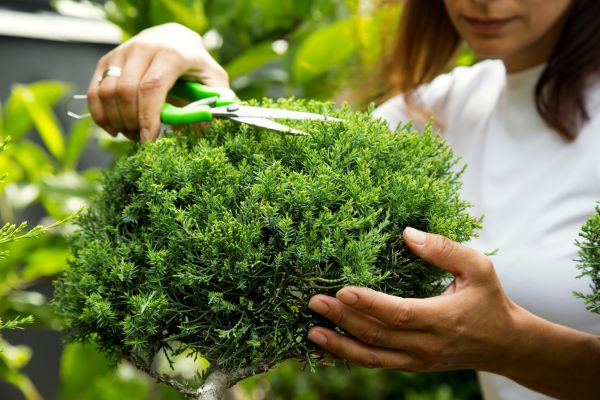 Juniper Shrub Pruning in Pleasanton