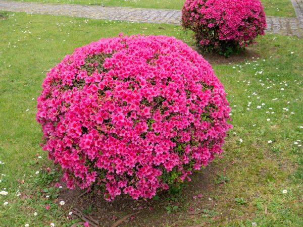 Rhododendron Pruning in Pleasanton