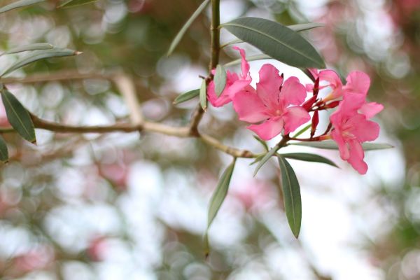 Oleander Removal in Pleasanton