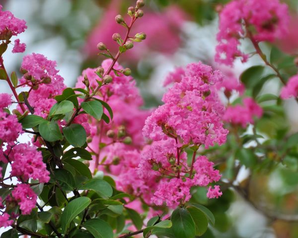Crepe Myrtle Removal in Pleasanton