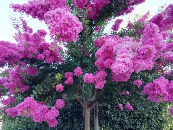 Crape Myrtle Pruning in Pleasanton
