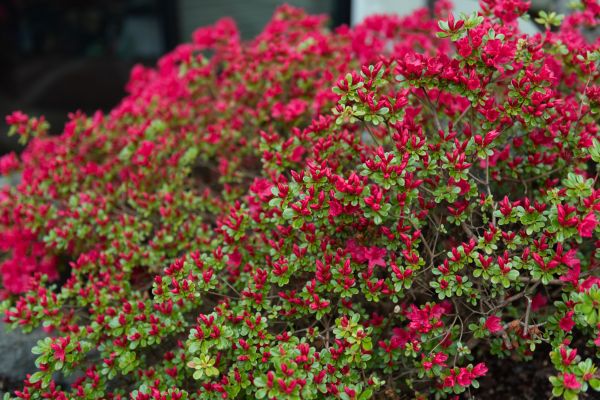 Cost of Weigela Removal Service in Pleasanton