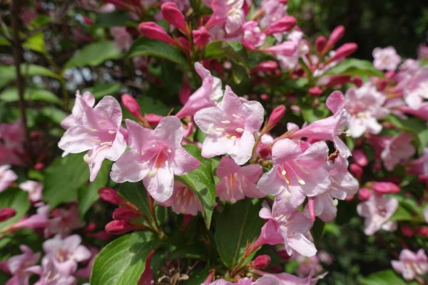 Cost of Weigela Pruning Service in Pleasanton