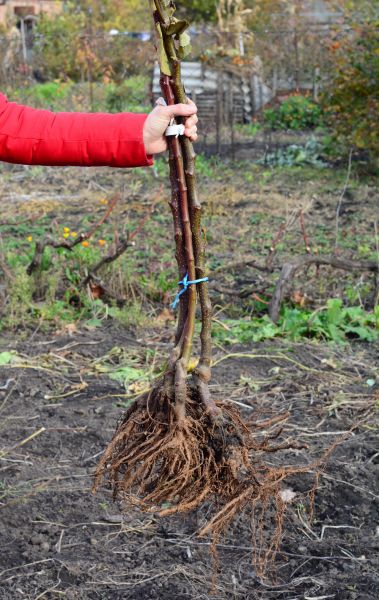 Shrub Root Removal in Pleasanton