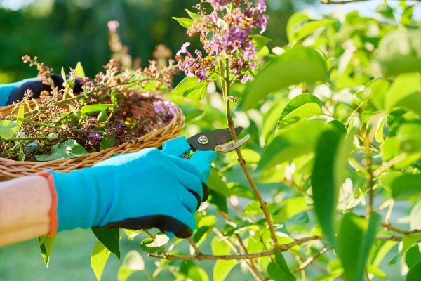 Cost of Lilac Trimming Service in Pleasanton