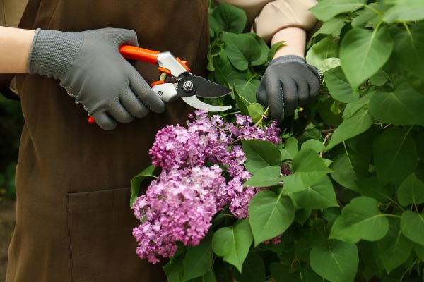 Cost of Lilac Pruning Service in Pleasanton