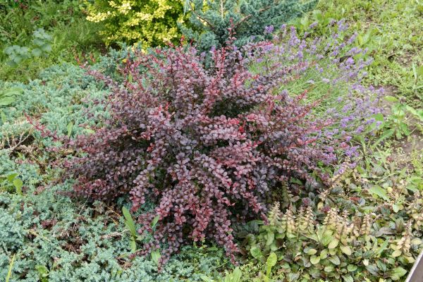 Japanese Barberry Removal in Pleasanton