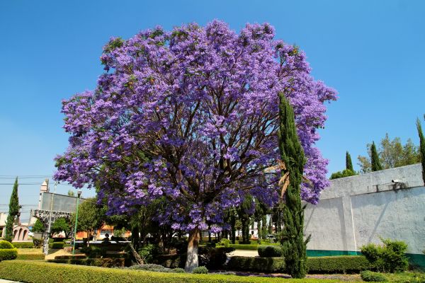 Jacaranda Pruning in Pleasanton