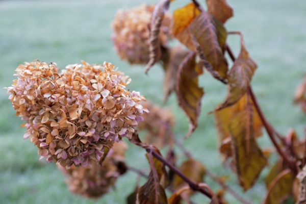 Cost of Hydrangea Removal in Pleasanton