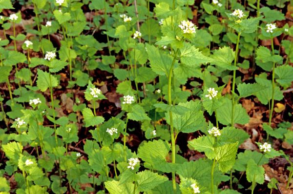 Garlic Mustard Removal in Pleasanton