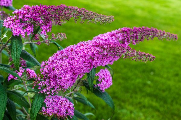 Butterfly Bush Removal in Pleasanton