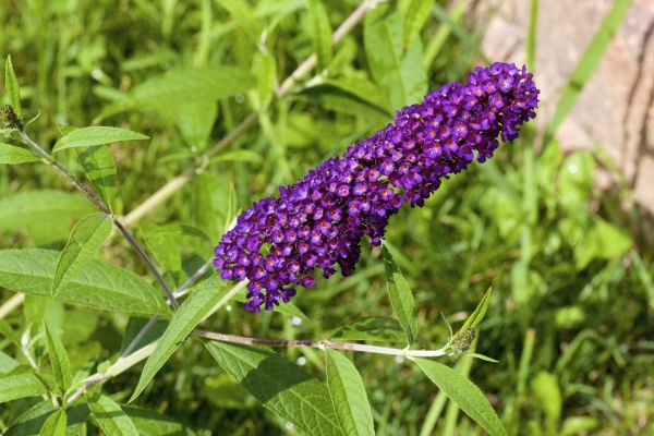 Butterfly Bush Pruning in Pleasanton