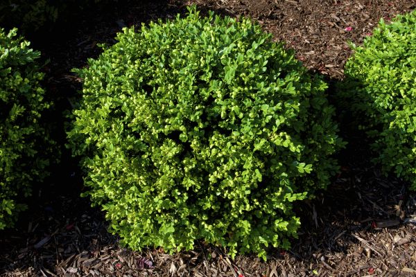 Boxwood Removal in Pleasanton