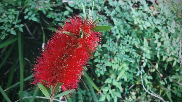 Bottlebrush Pruning in Pleasanton
