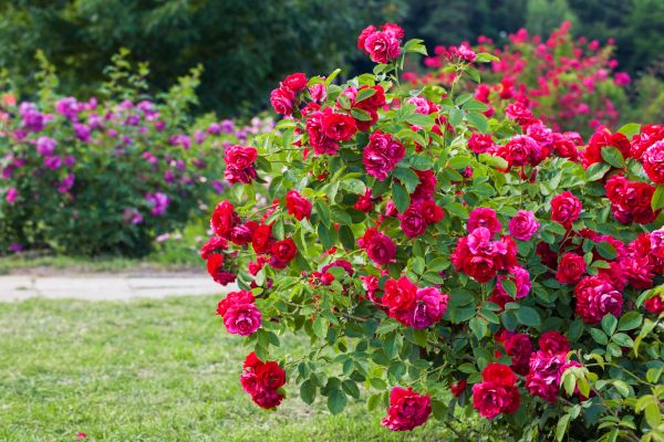Shrub Trimming in Pleasanton