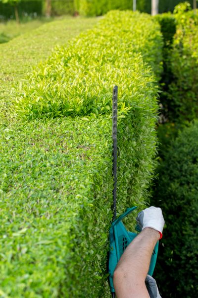 Hedge Trimming in Pleasanton