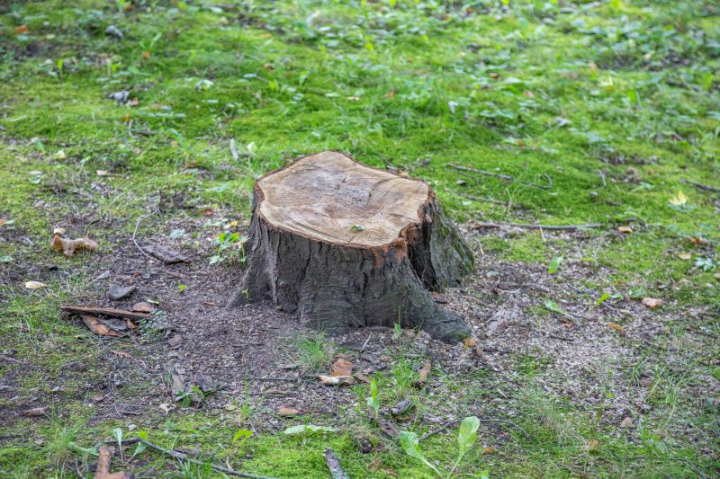 Bush Stump Removal
