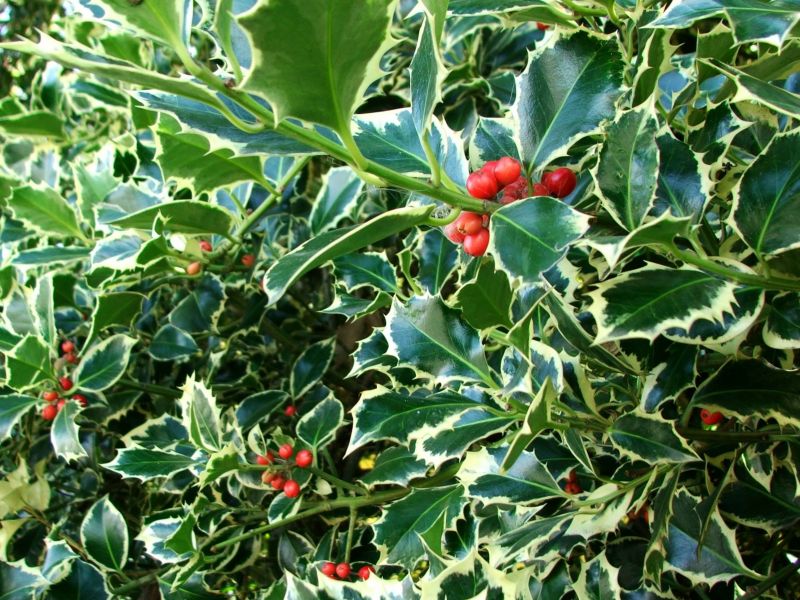 Holly Trimming