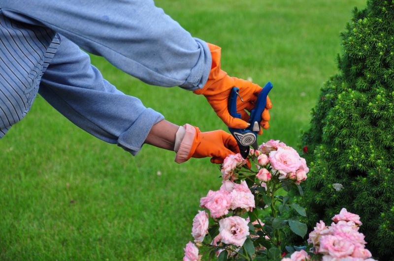 Garden Tools for Shrub Maintenance