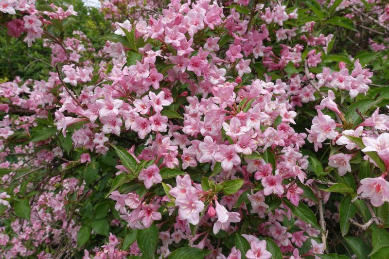 Weigela Removal Service